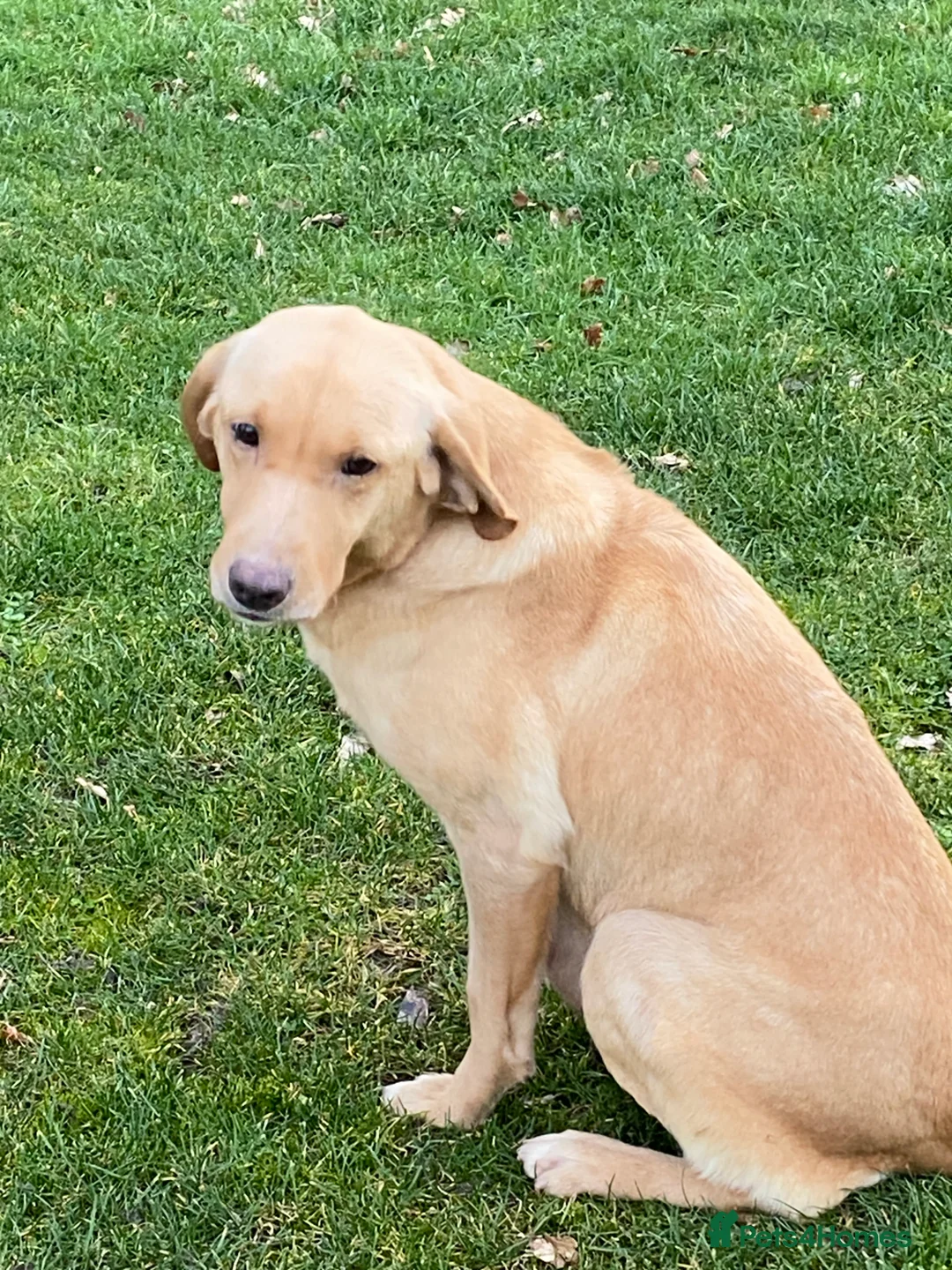 Labrador Retriever dogs for sale: Yellow/Fox Red Labrador puppies - Advert 2