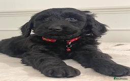 Goldendoodle dogs for sale: Stunning Goldendoodle puppies - Image 6