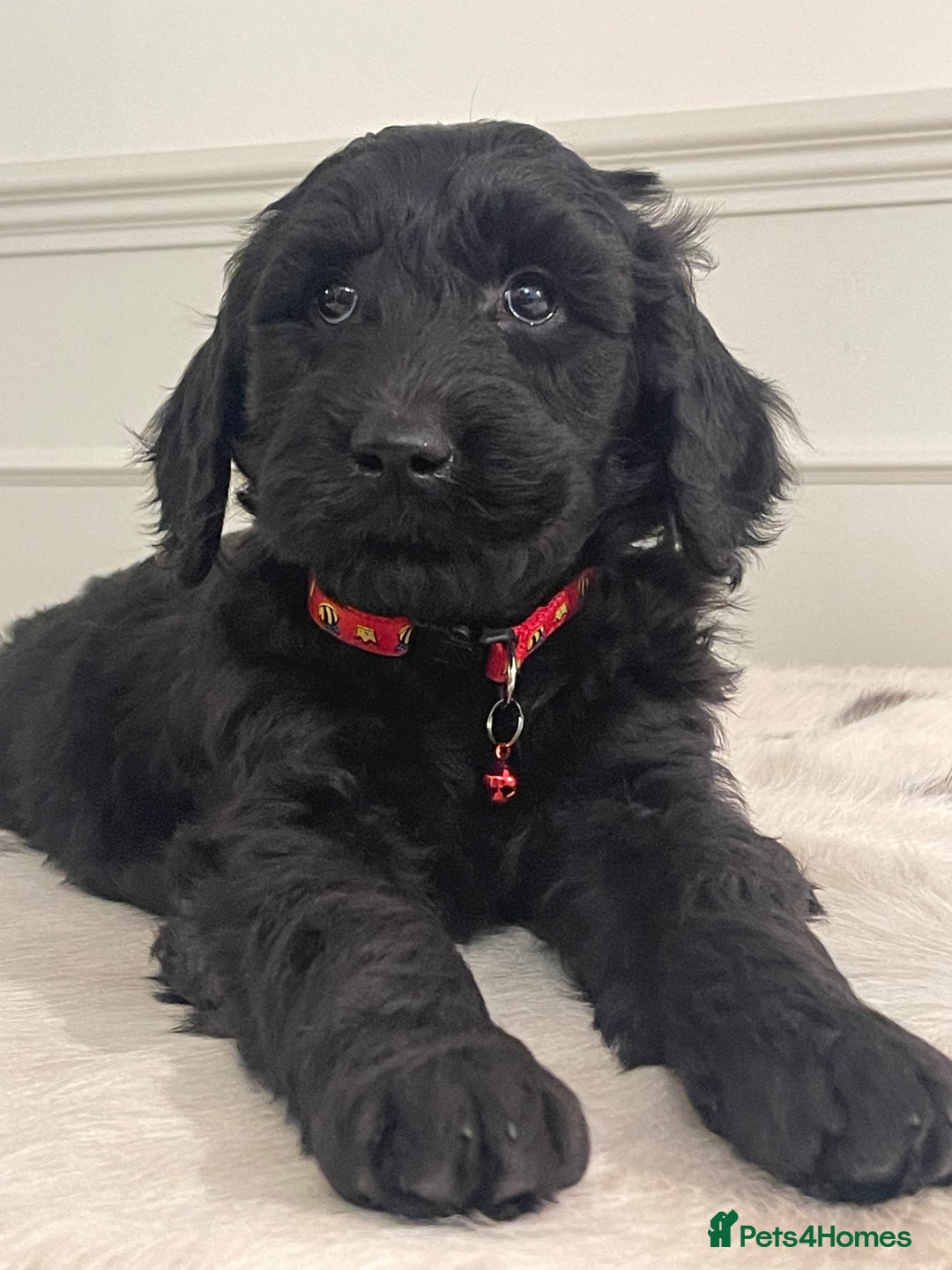 Goldendoodle dogs for sale: Stunning Goldendoodle puppies - Image 6