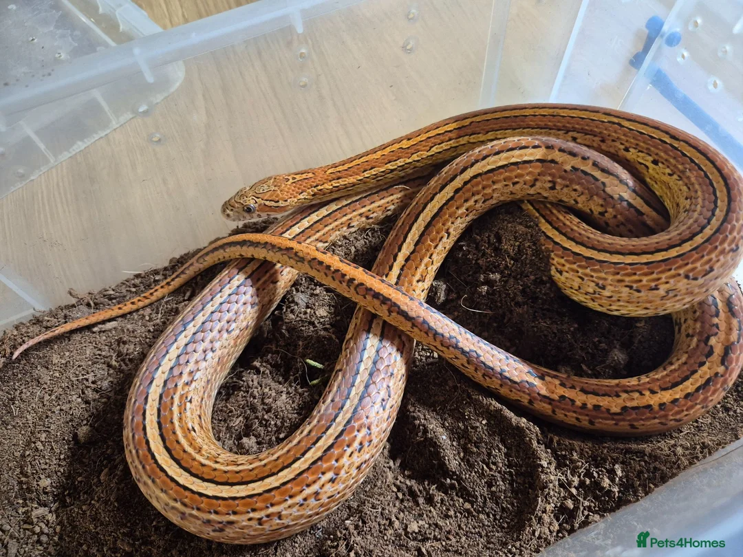 Corn Snake reptiles for sale: 5 Corn Snakes ready to leave  in Wisbech - Advert 2