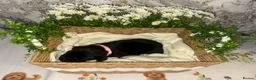 Labrador Retriever dogs for sale: 🖤 KC REGISTERED BLACK LABRADOR PUPPIES 🖤 - Advert 13