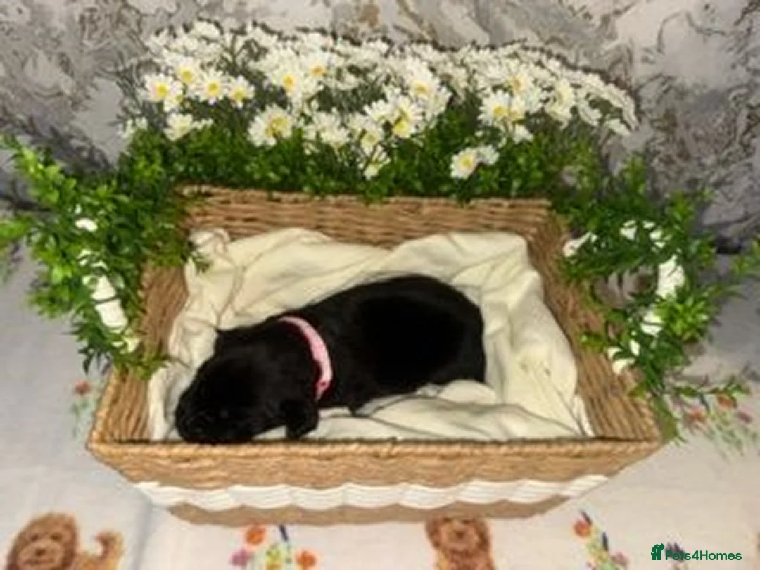 Labrador Retriever dogs for sale: 🖤 KC REGISTERED BLACK LABRADOR PUPPIES 🖤 - Advert 13