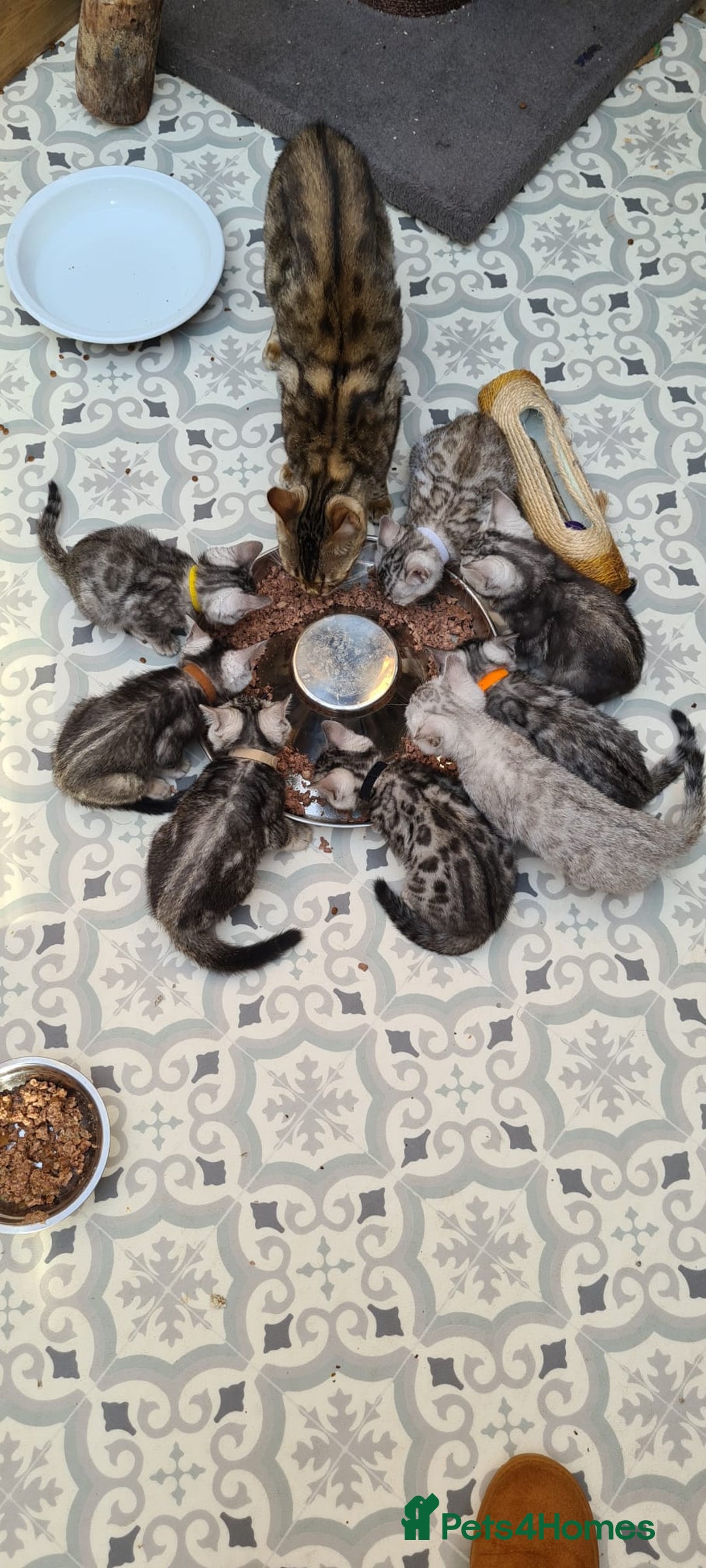 Bengal cats for sale: Pedigree Bengal kittens - Image 10