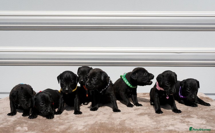 Patterdale Terrier dogs - Advert 10