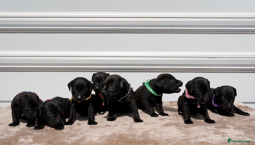 Patterdale Terrier dogs for sale: Strong and sturdy patterdale puppies  - Image 1