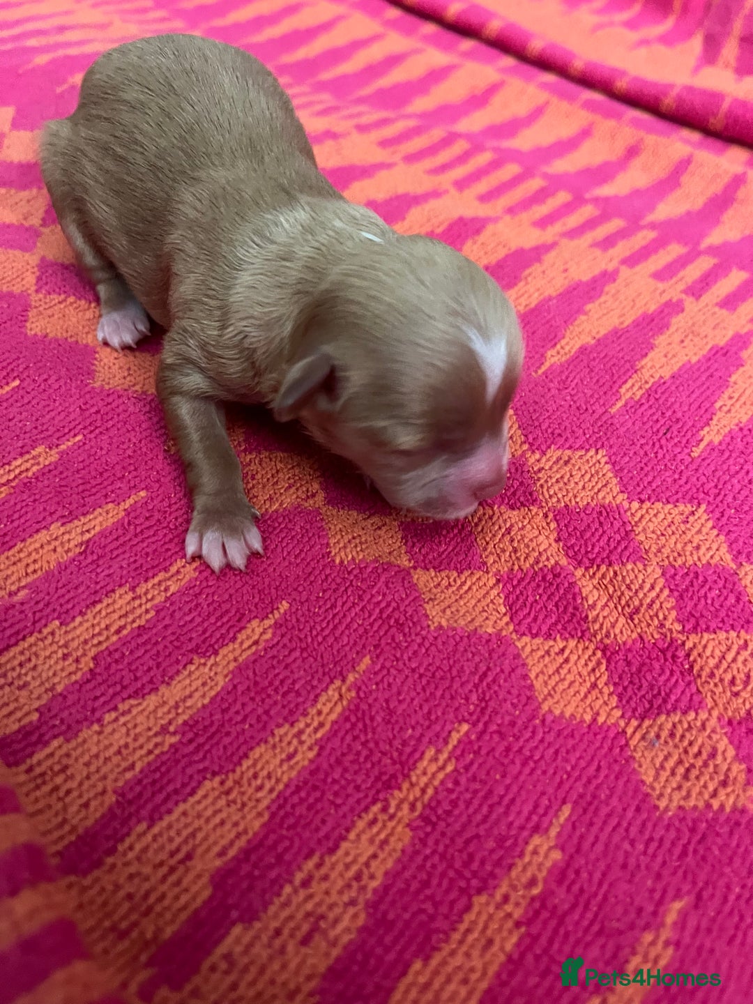 Cavapoo dogs for sale: Beautiful Cavapoo puppies  - Image 8