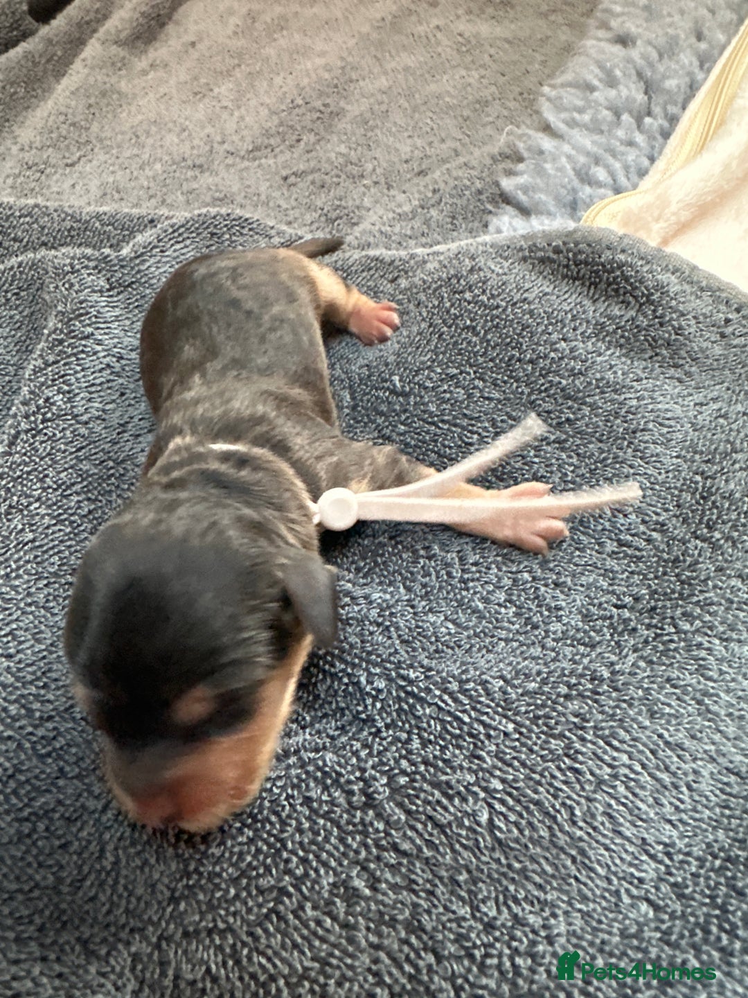 Cockapoo dogs for sale: Cockapoo - Advert 9