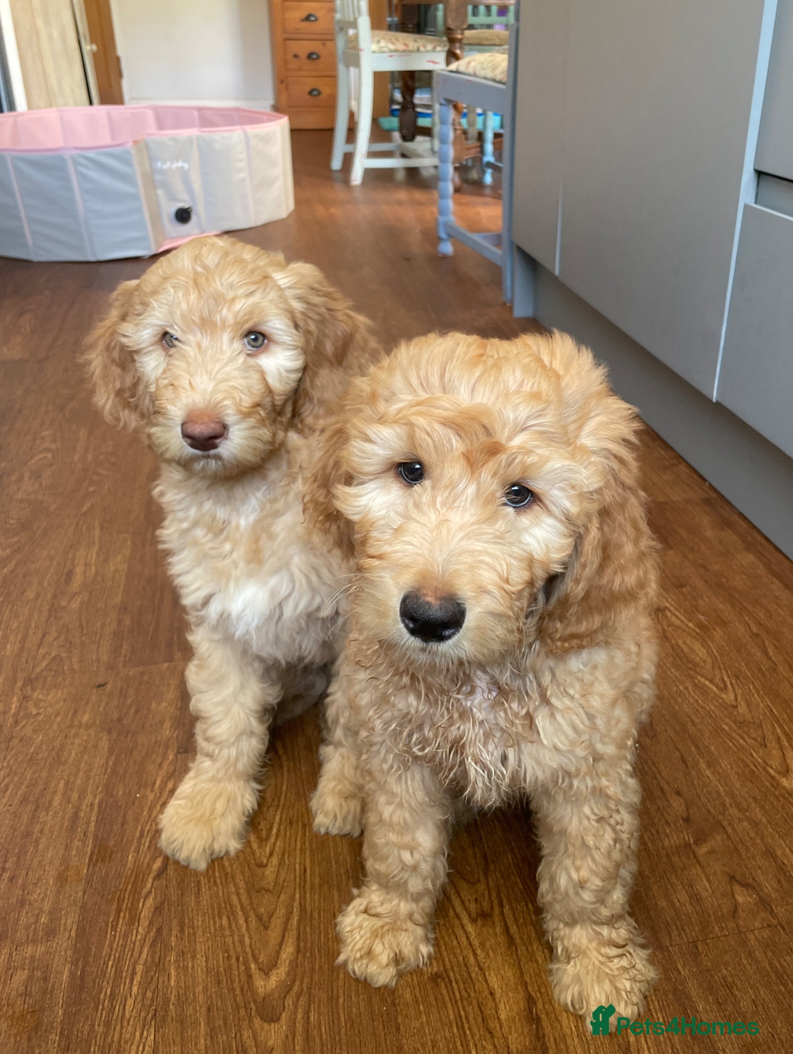 Double Doodle dogs One Ultimate Double Doodle remaining - Advert 1