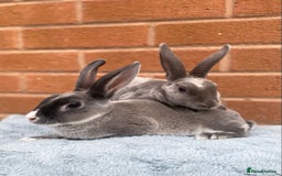 Rex rabbits for sale: Female & male mini rex rabbit kits VIENNA - Image 11