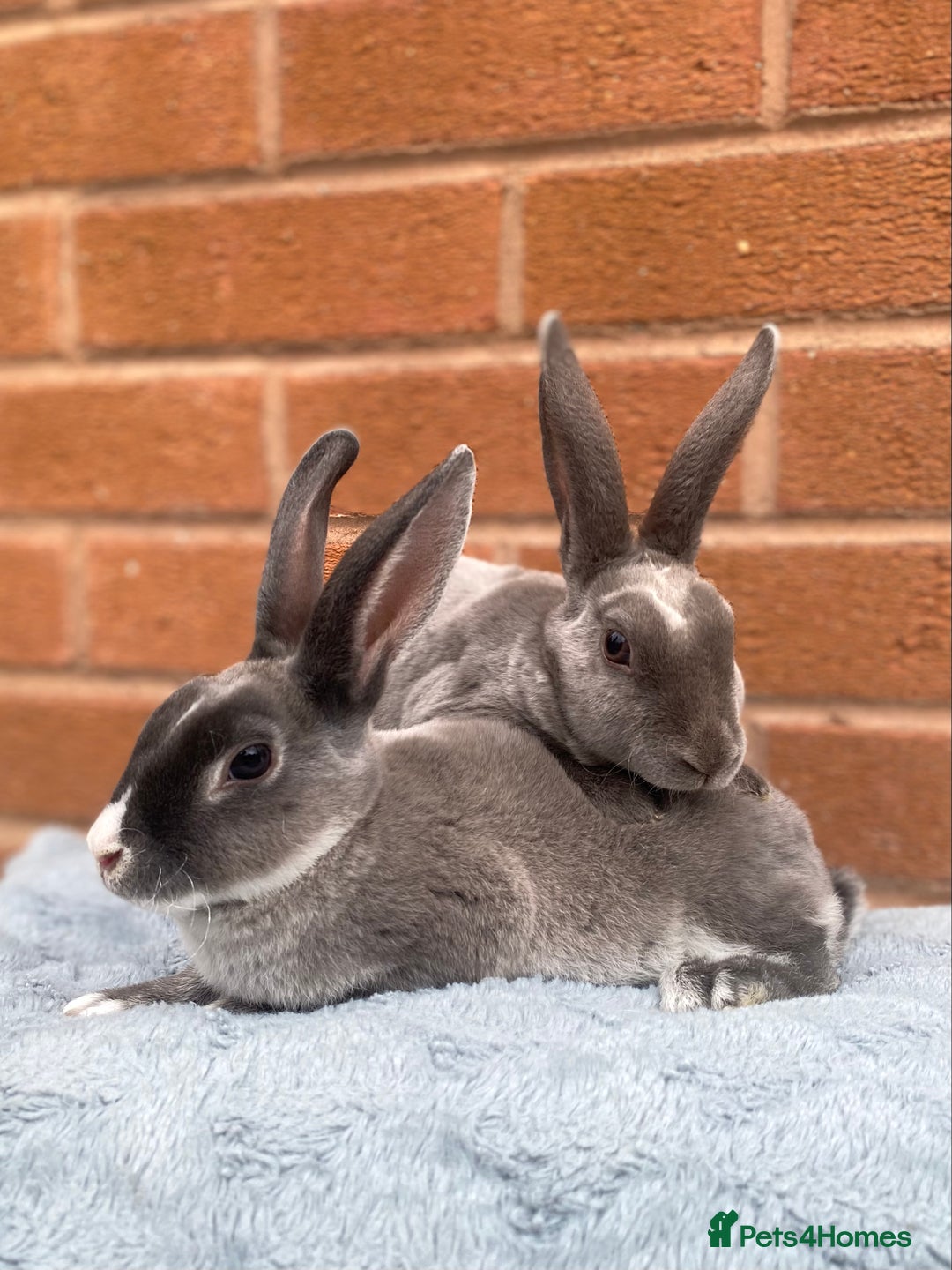 Rex rabbits for sale: Female & male mini rex rabbit kits VIENNA - Image 11