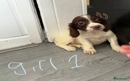 Cocker Spaniel dogs for sale: Cockerspaniel puppies  - Image 1