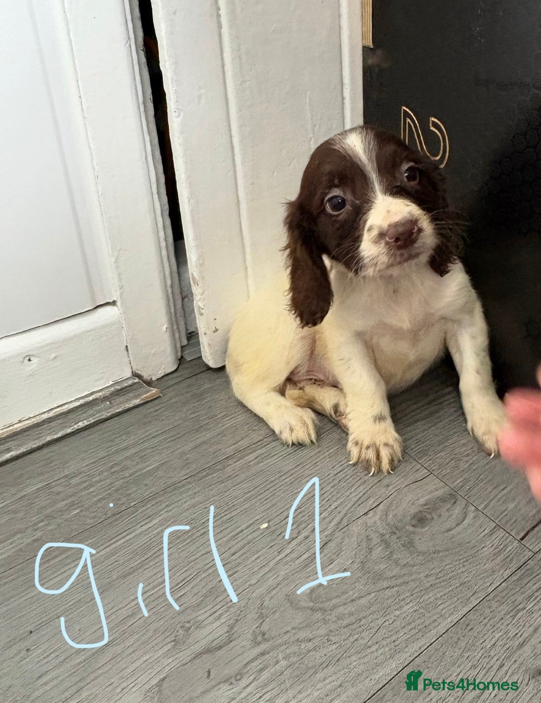 Cocker Spaniel dogs for sale: Cockerspaniel puppies  - Image 1