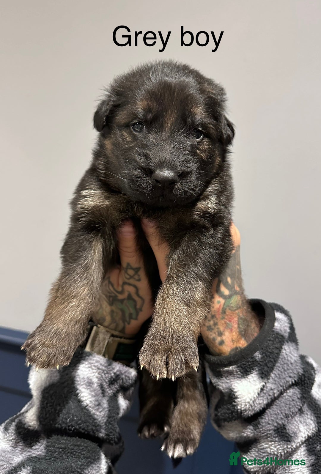 German Shepherd dogs for sale: Beautiful purebred German shepherd puppies - Image 11