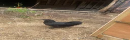 Chickens poultry for sale: Laying hen + other Chickens for Sale  - Advert 8