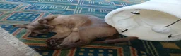 Burmese cats for sale: Beautiful Chocolate Burmese Female. GCCF Reg - Advert 4