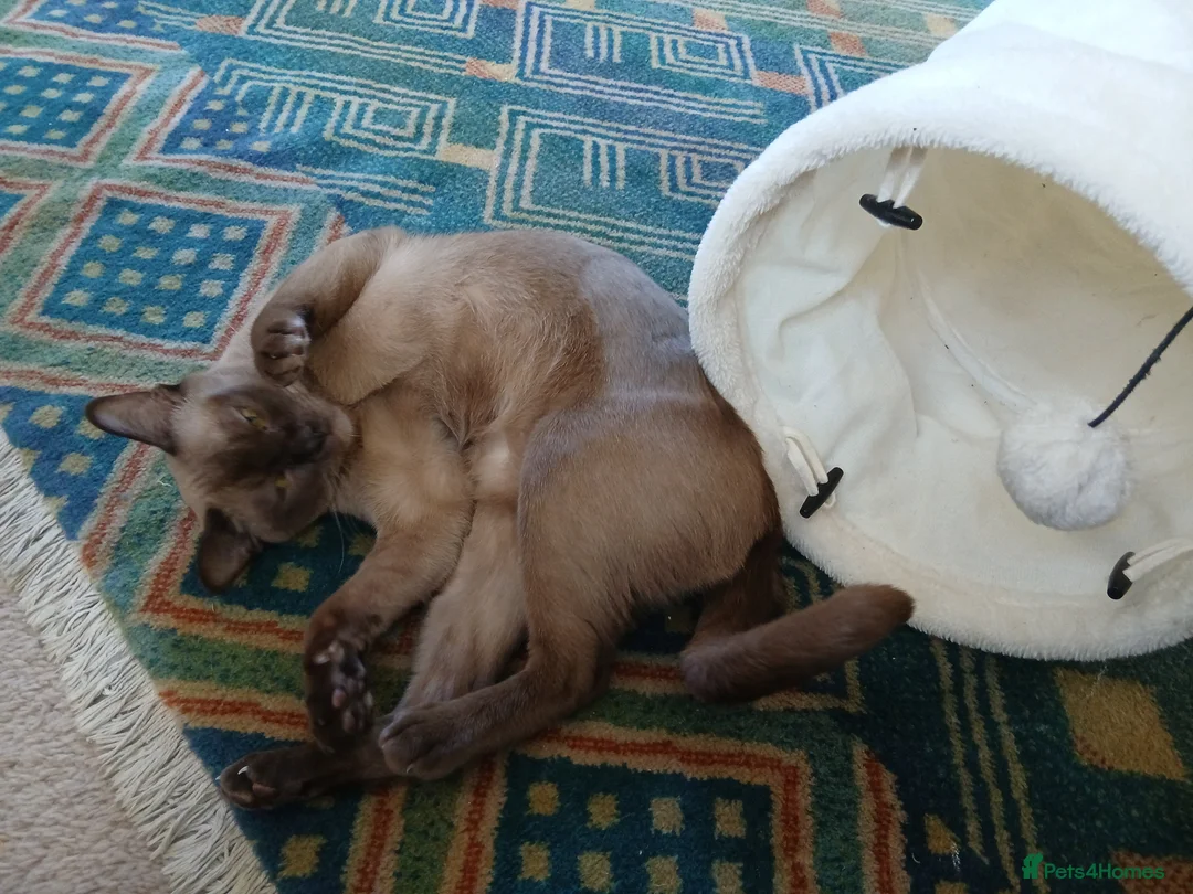 Burmese cats for sale: Beautiful Chocolate Burmese Female. GCCF Reg - Advert 4