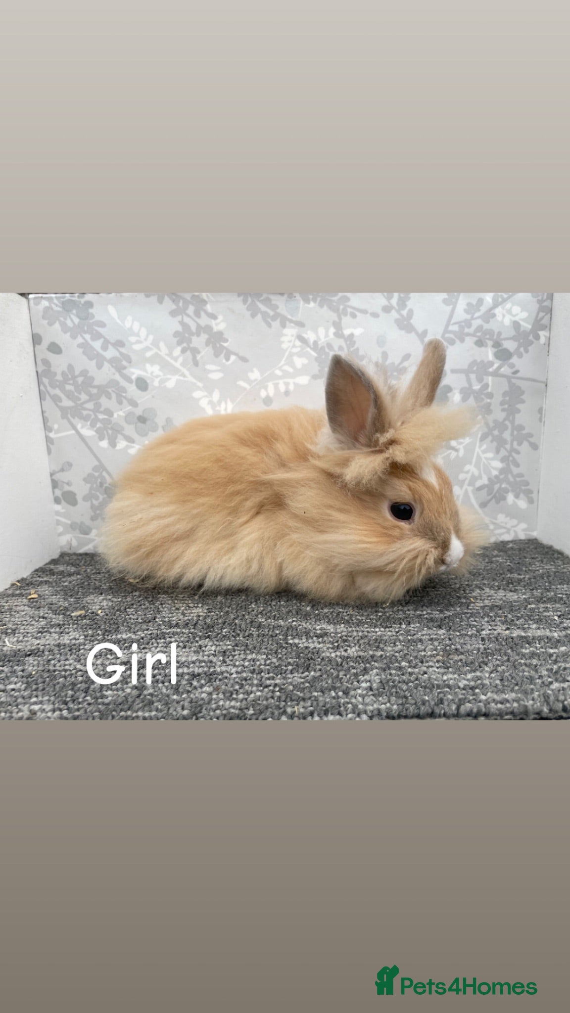 Lionhead rabbits READY TO LEAVE NOW Double main lionhead  - Advert 11