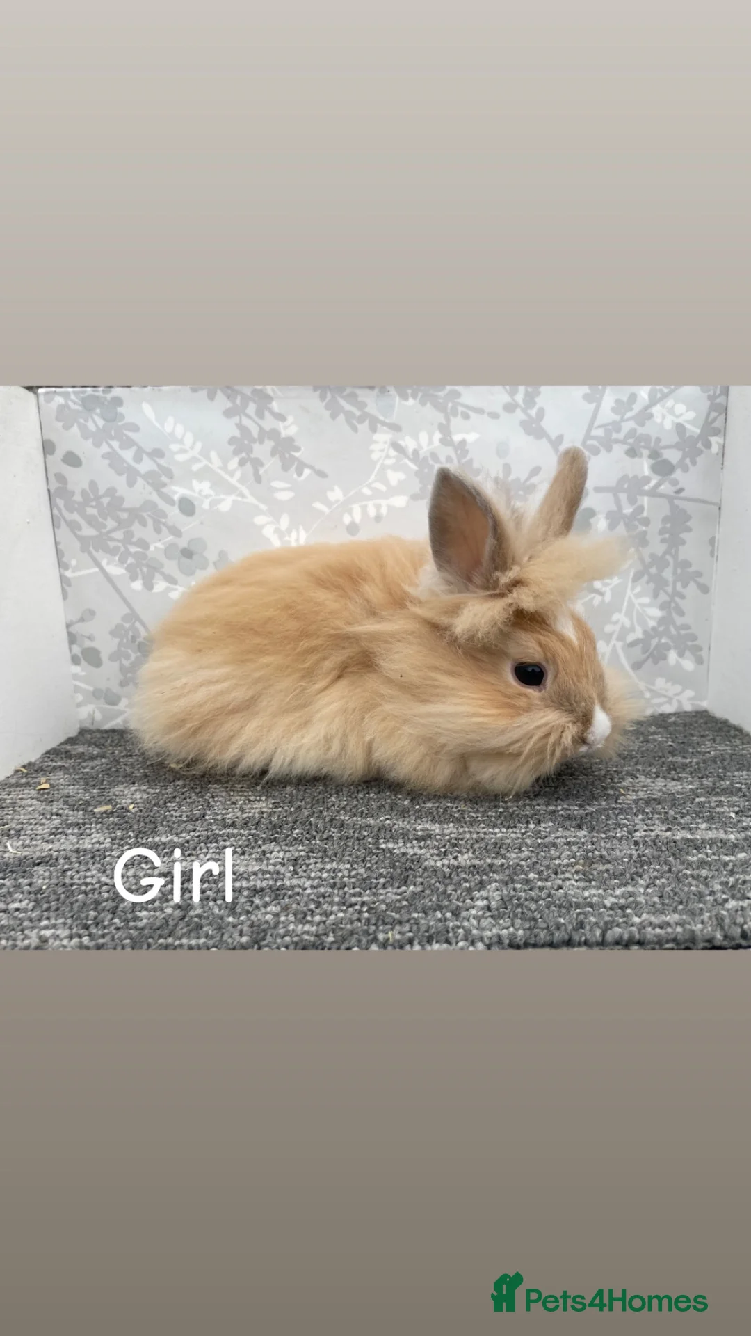 Lionhead rabbits for sale: READY TO LEAVE NOW Double main lionhead  - Advert 1
