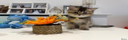 Scottish Fold cats for sale: Purrfect kitten  - Advert 1
