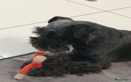 Miniature Schnauzer dogs for sale: Beautiful KC Miniature Schnauzer Puppies  - Image 4