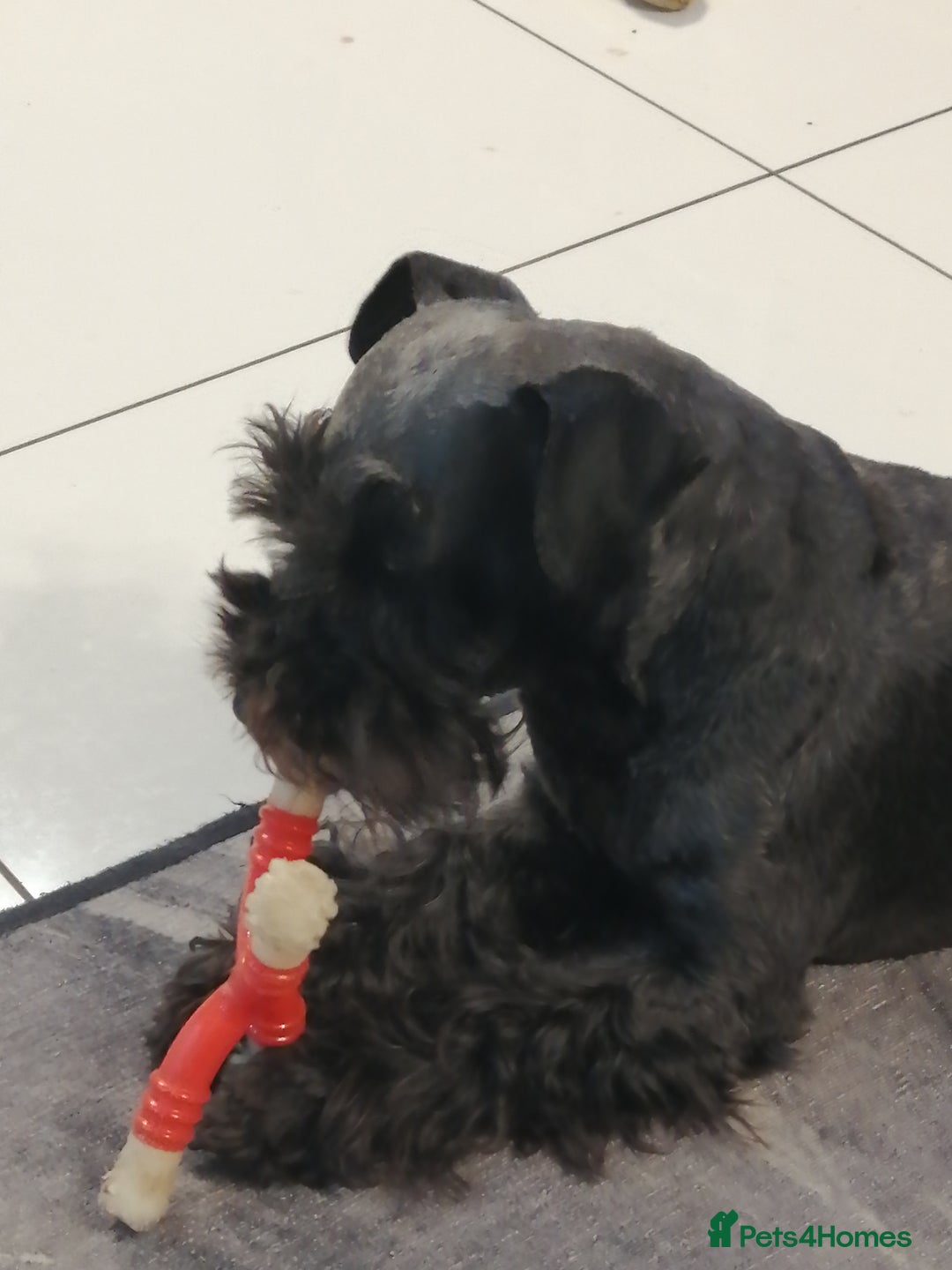 Miniature Schnauzer dogs for sale: Beautiful KC Miniature Schnauzer Puppies  - Image 4