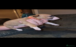 English Bull Terrier dogs for sale: English bull terrier  - Image 30