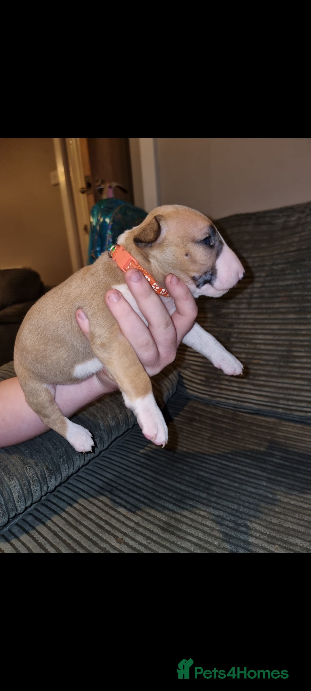 English Bull Terrier dogs for sale: English bull terrier  - Image 30