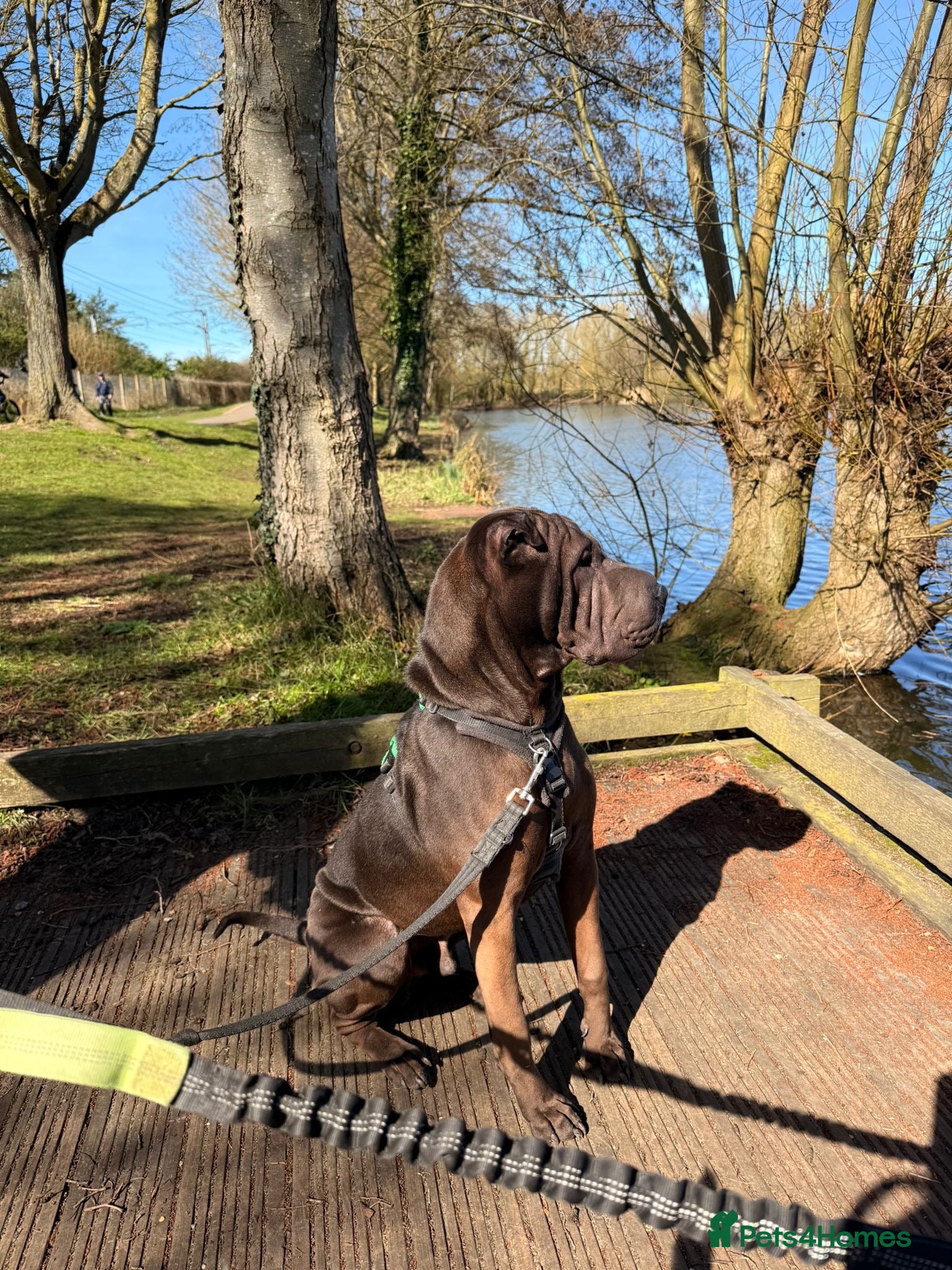 Shar Pei dogs for sale: Shar pei 10 months old  in Ipswich - Advert 6