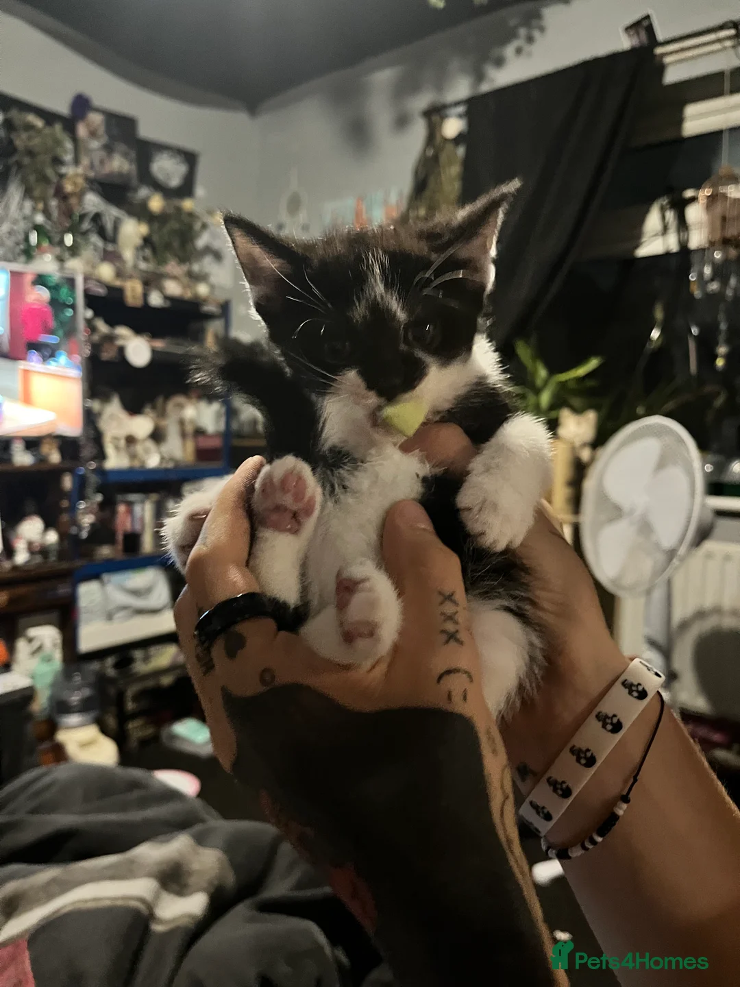 Domestic Shorthair cats for sale: Kittens  - Advert 2