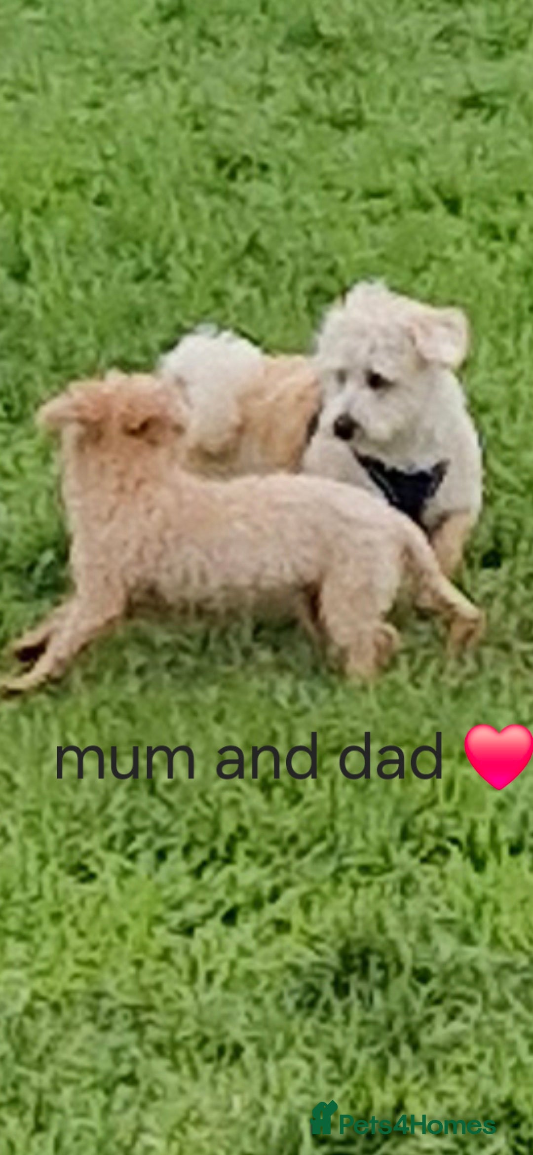 Mixed Breed dogs for sale: Malshipoos puppies 1 boy 1 girl maltipoo mum  - Image 8