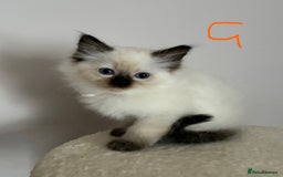 Ragdoll cats for sale: Pure Ragdoll Kittens *Ready for their new home* - Image 21