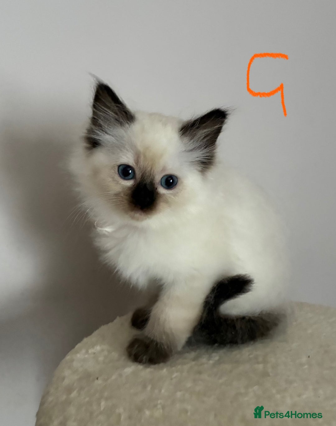 Ragdoll cats for sale: Pure Ragdoll Kittens *Ready for their new home* - Image 21