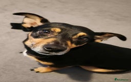 Jack Russell dogs for sale: Meet Dexter – Looking for His Forever Home - Image 9