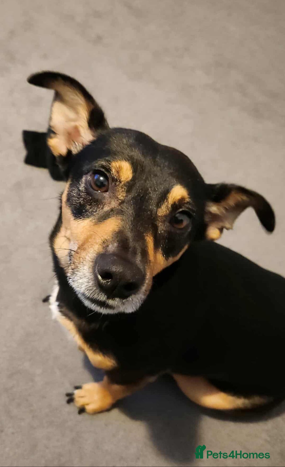 Jack Russell dogs for sale: Meet Dexter – Looking for His Forever Home - Image 9
