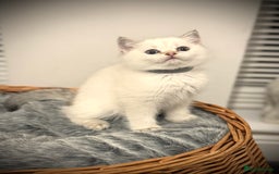Scottish Fold cats for sale: 😻Pure breed Stunning Scottish straight angels 😻 - Image 16
