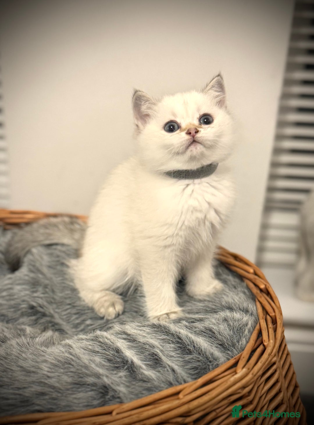 Scottish Fold cats for sale: 😻Pure breed Stunning Scottish straight angels 😻 - Image 16