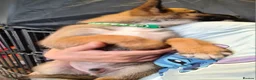 Belgian Shepherd Dog dogs for sale: Reduced Ready to leave  - Advert 11