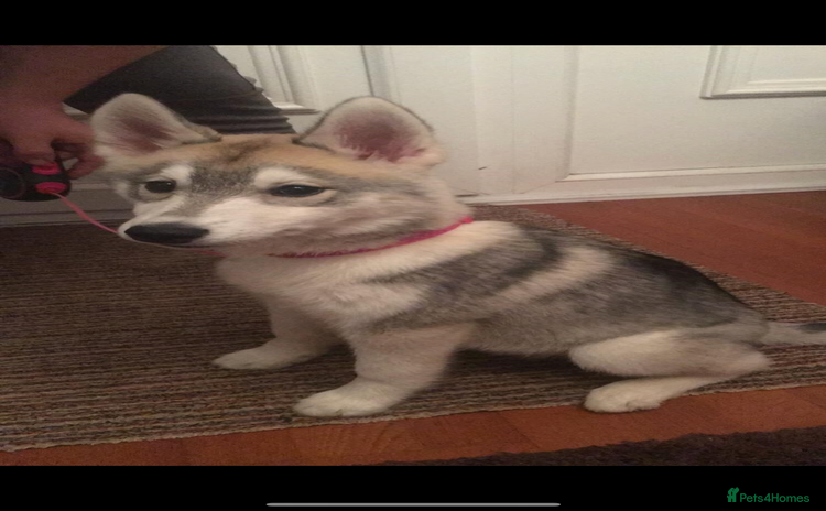 Utonagan dogs - Advert 1