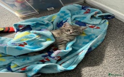 Domestic Shorthair cats for sale: Grey Tabby Kitten - Image 4
