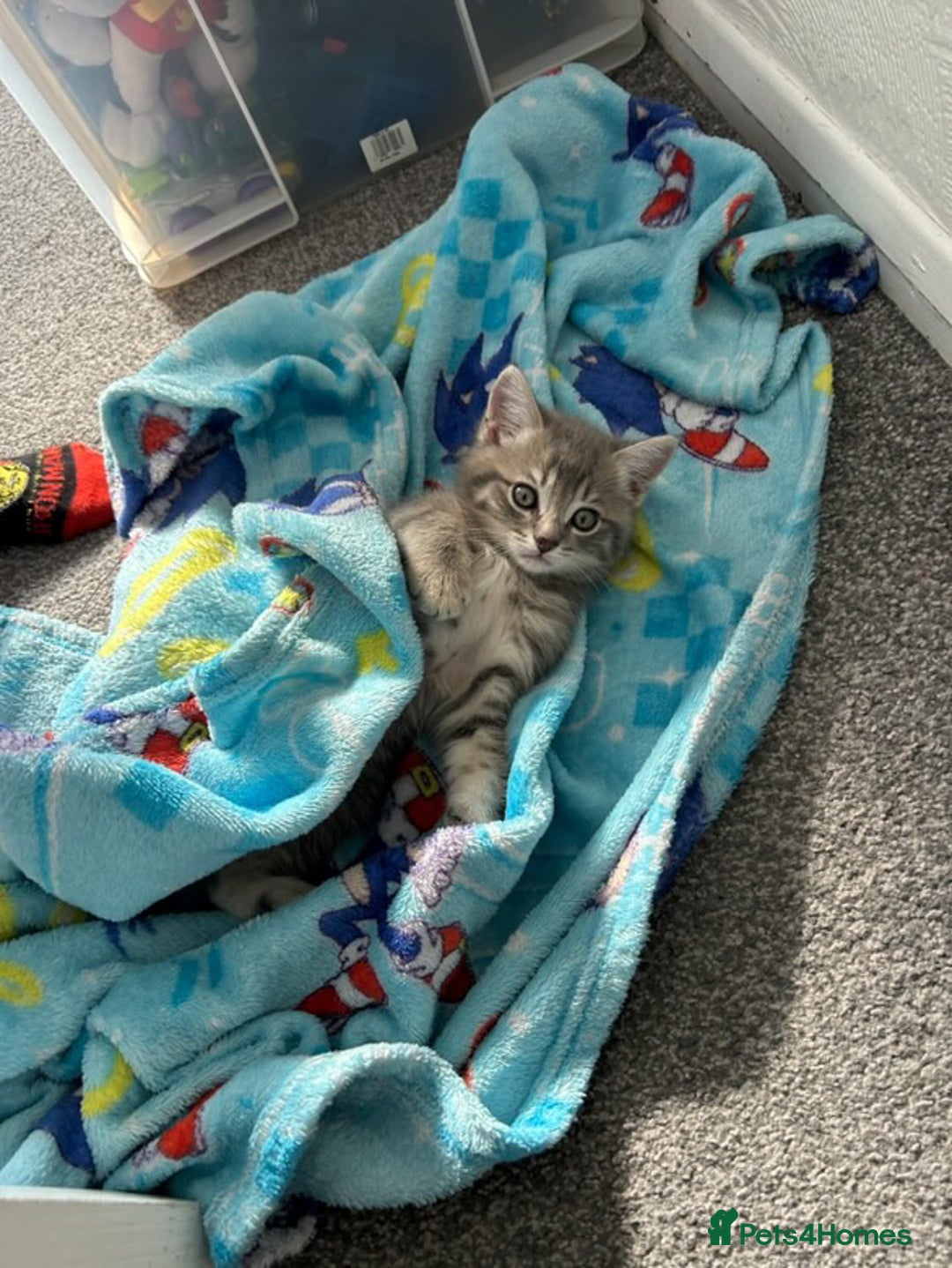 Domestic Shorthair cats for sale: Grey Tabby Kitten - Image 4
