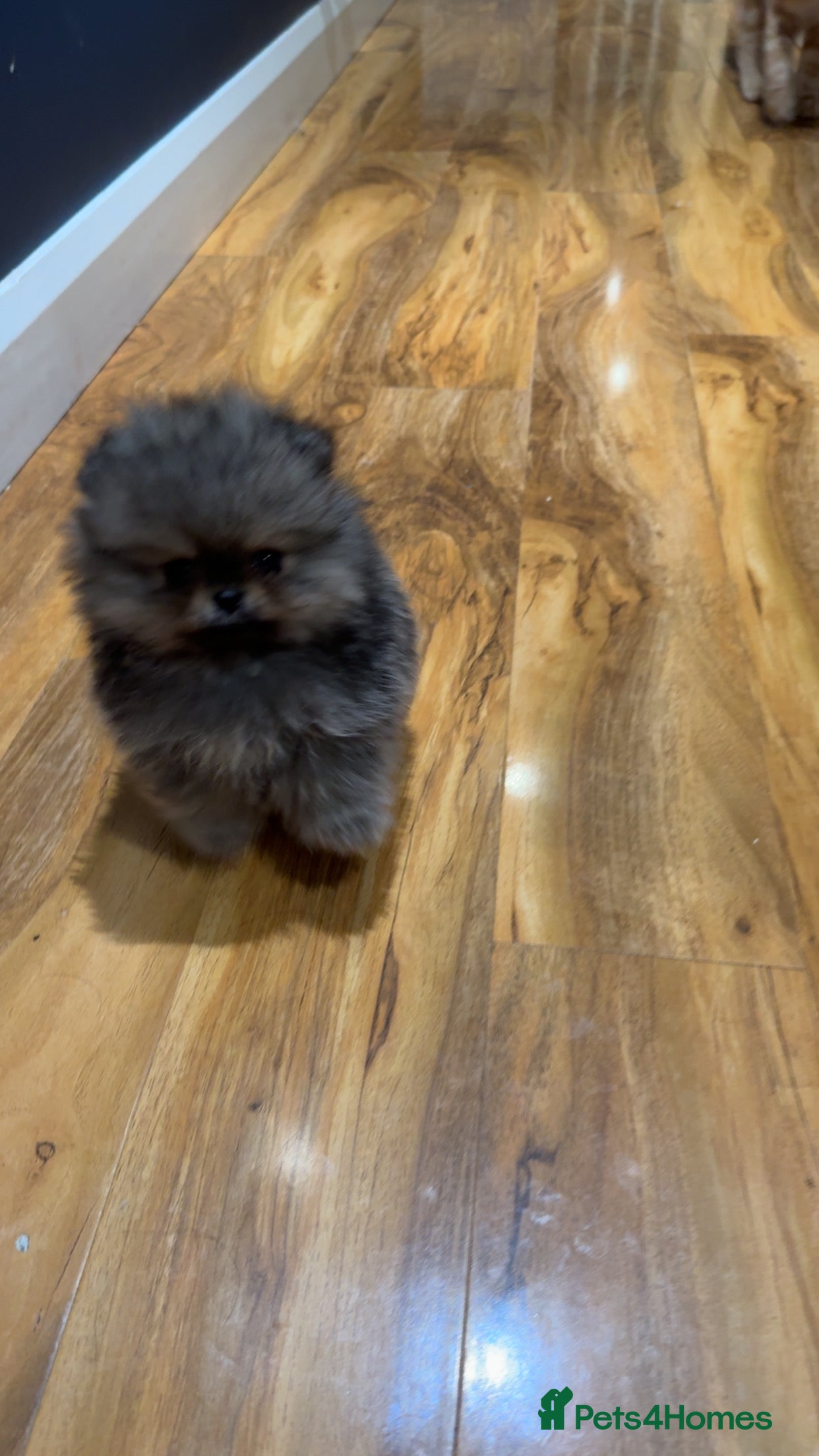Pomeranian dogs Pomeranian puppies KC Registered  - Advert 10