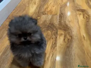 Pomeranian dogs Pomeranian puppies KC Registered - Advert 10