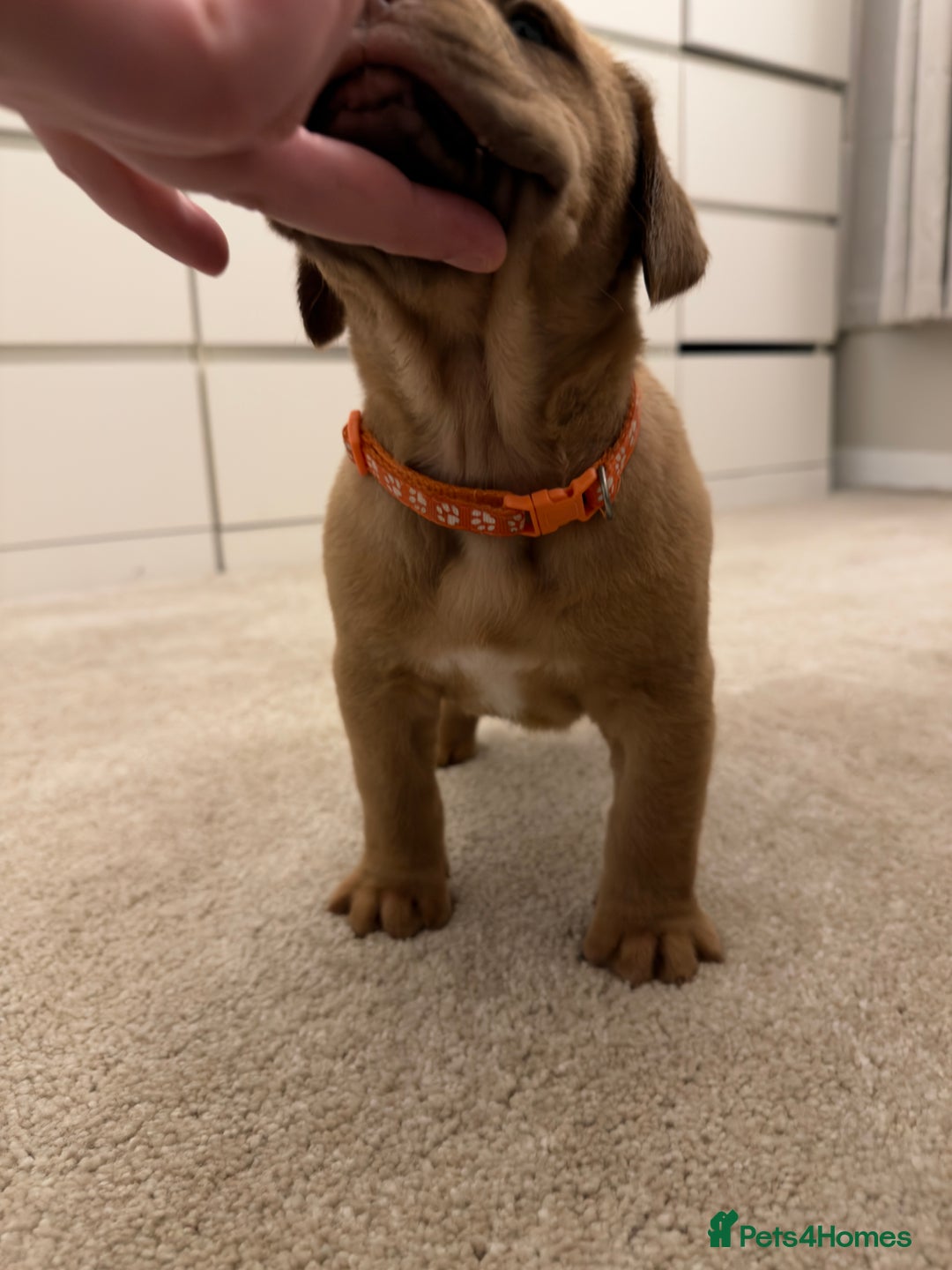 Dogue De Bordeaux dogs for sale: Beautiful Dogue De Bordeaux Puppies - Advert 4