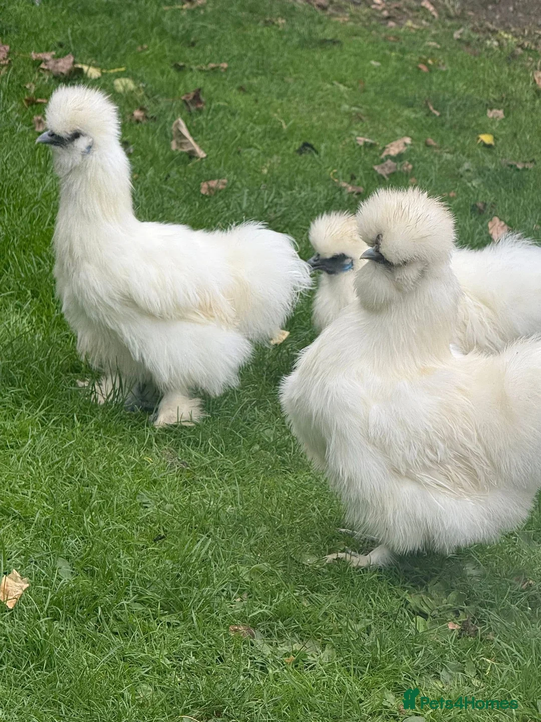 Chickens poultry for sale: POL silkies various colours available  - Advert 3