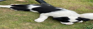 Border Collie Puppy 2