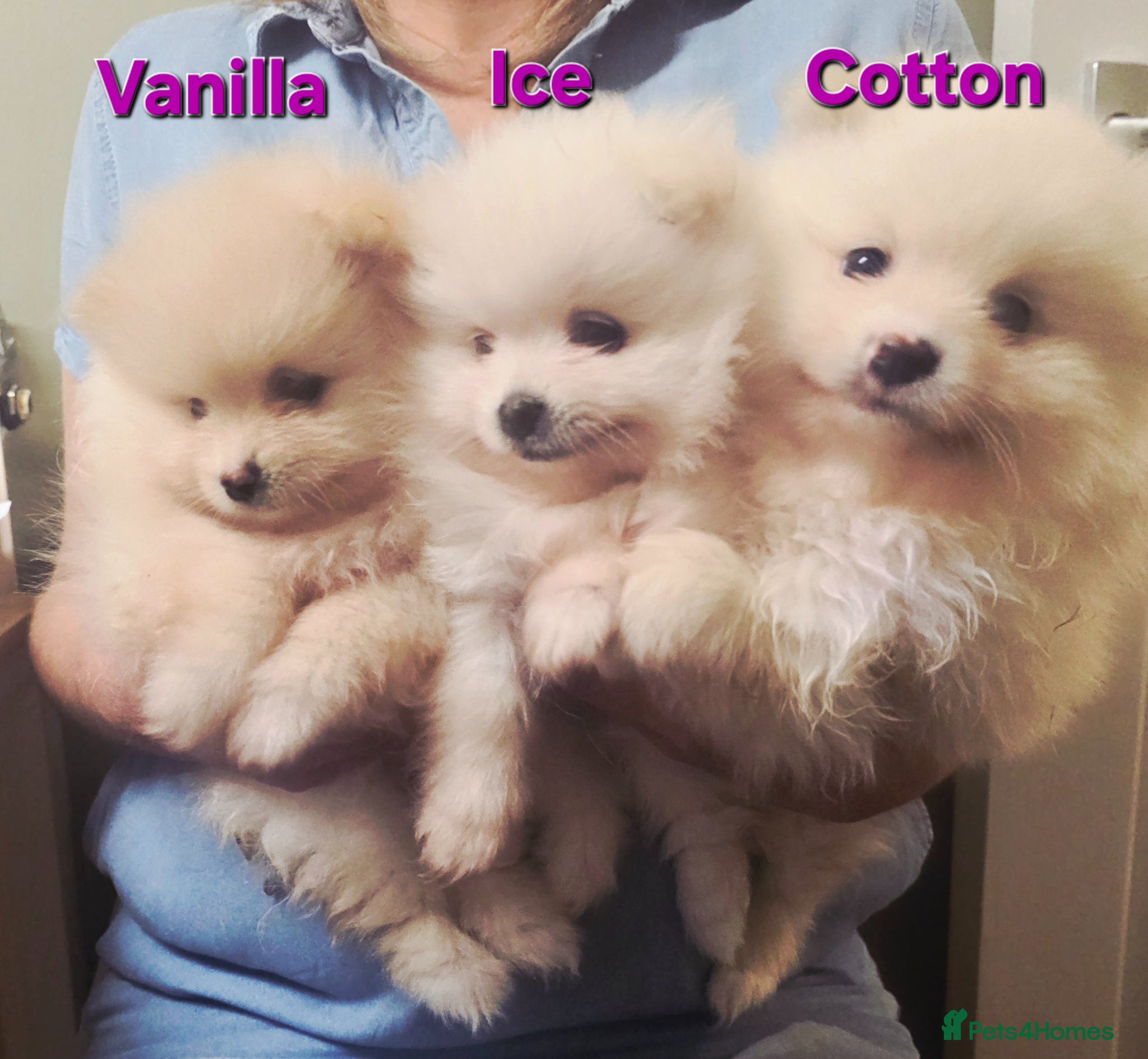 Pomeranian dogs 3 Girs super tiny - Advert 15