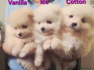 Pomeranian dogs 3 Girs super tiny - Advert 14