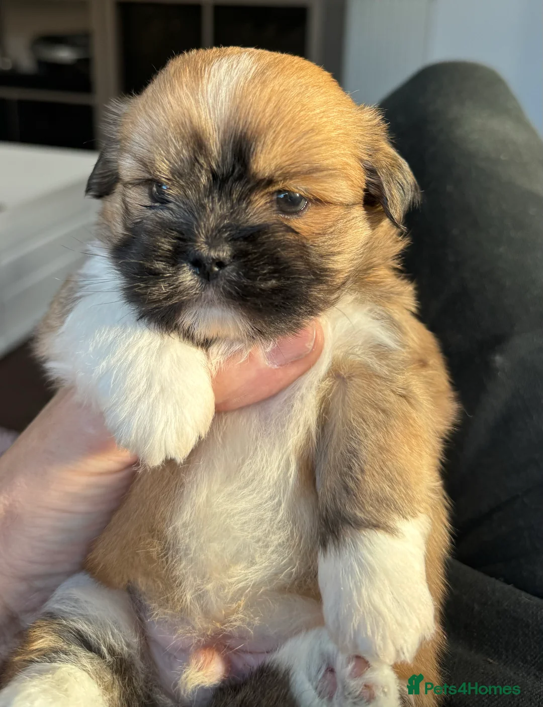 Gallery Image {{count}}