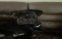 Mixed Breed dogs for sale: DDB x Cane Corso  - Image 4