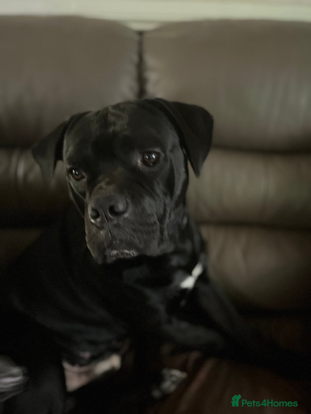 Mixed Breed dogs for sale: DDB x Cane Corso  - Image 4